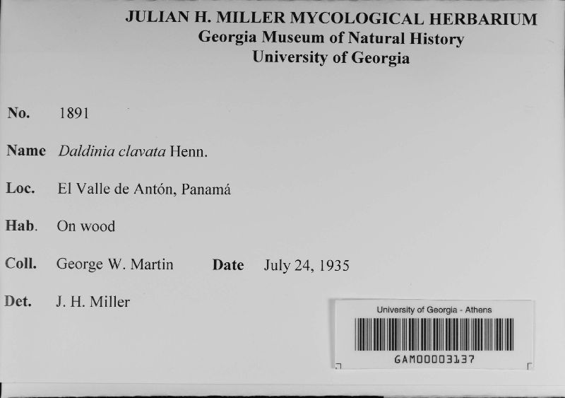 Daldinia clavata image