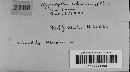 Annulohypoxylon cohaerens image