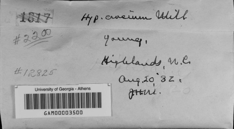 Hypoxylon croceum image