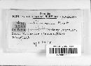 Hypoxylon rubiginosum image