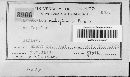Hypoxylon rubiginosum image