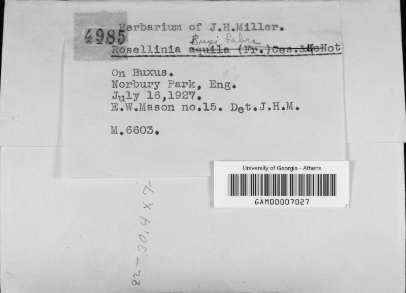 Rosellinia buxi image