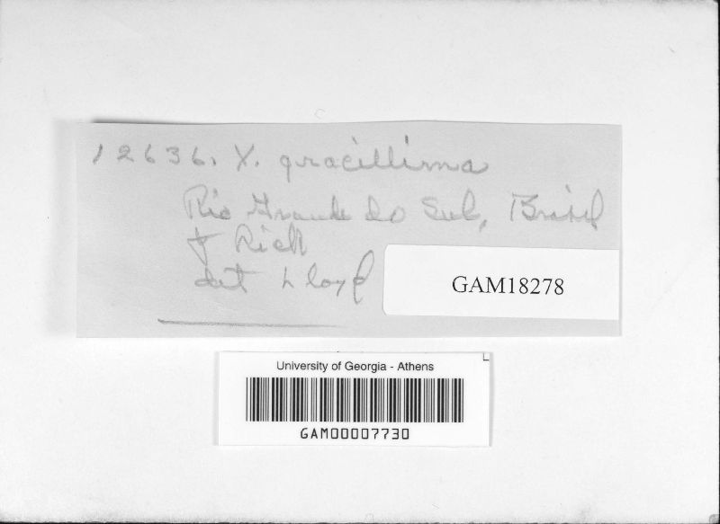 Xylaria gracillima image