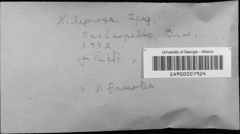 Xylaria leprosa image