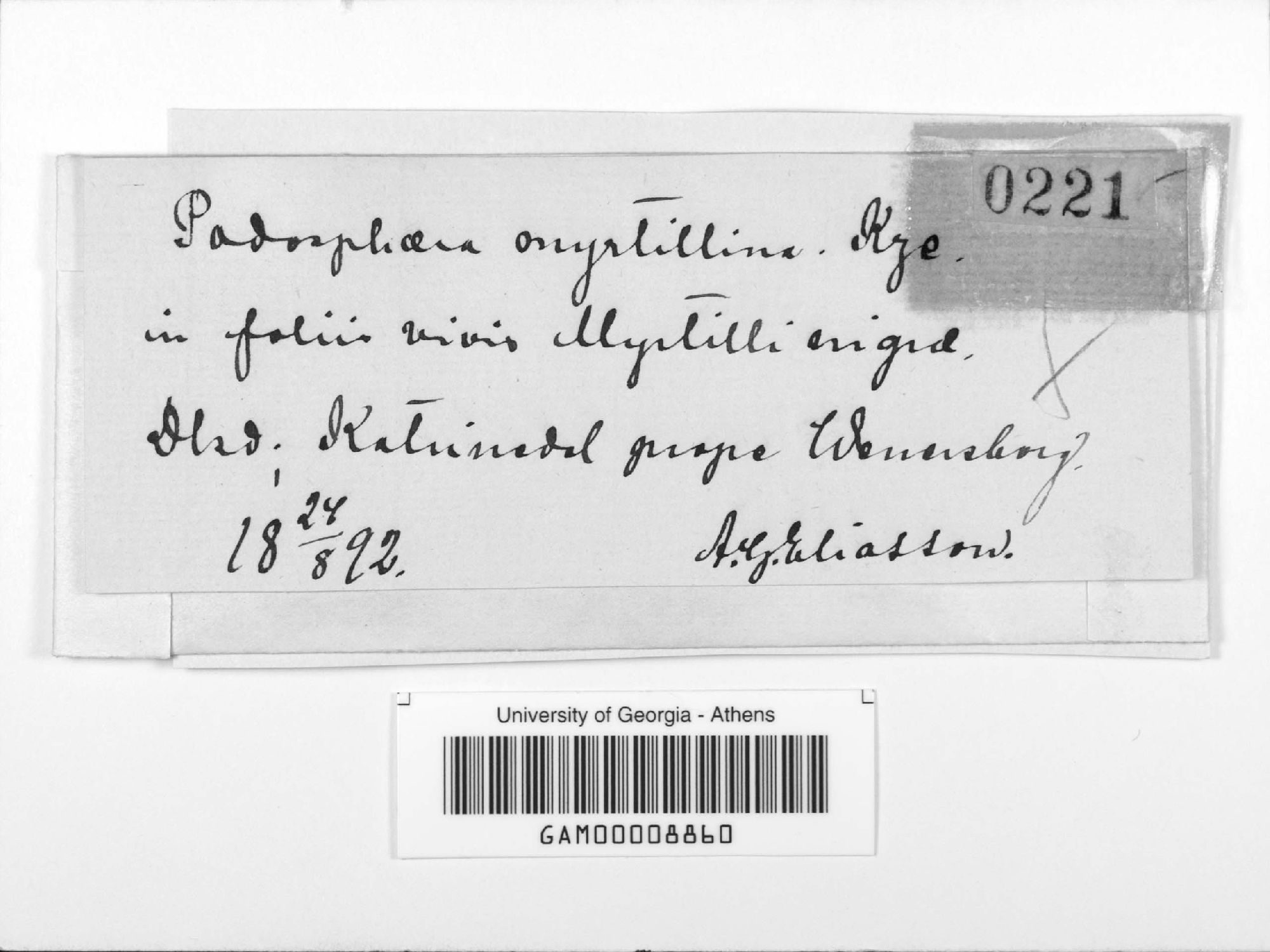 Podosphaera myrtillina