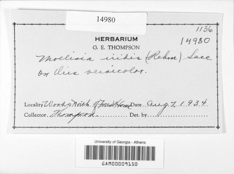 Belonopsis iridis image