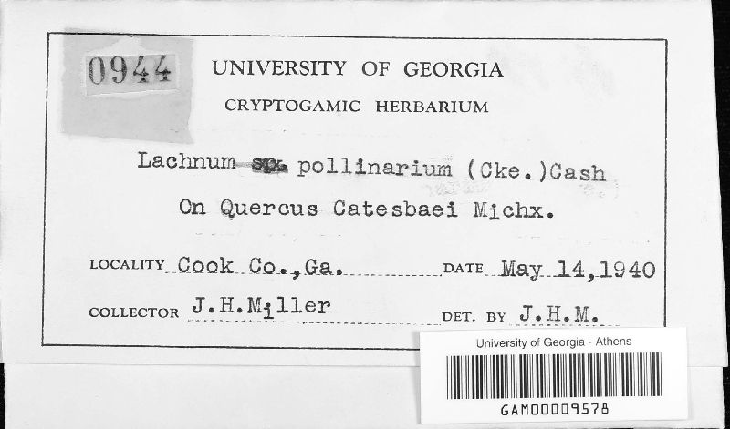 Lachnum pollinarium image