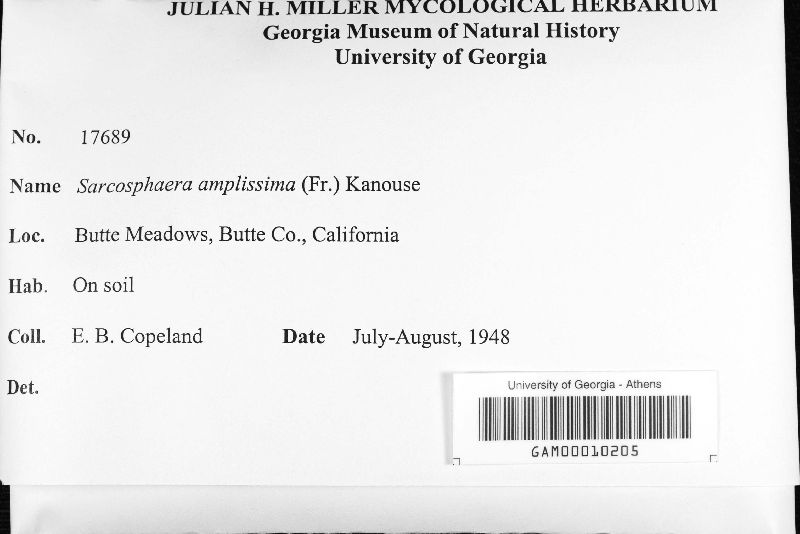 Sarcosphaera amplissima image