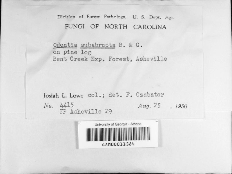 Crustomyces subabruptus image