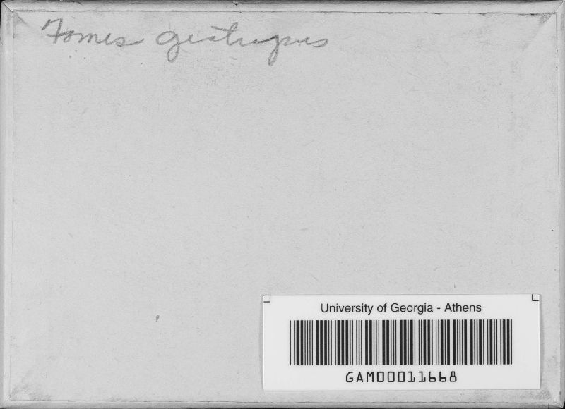 Rigidoporus ulmarius image