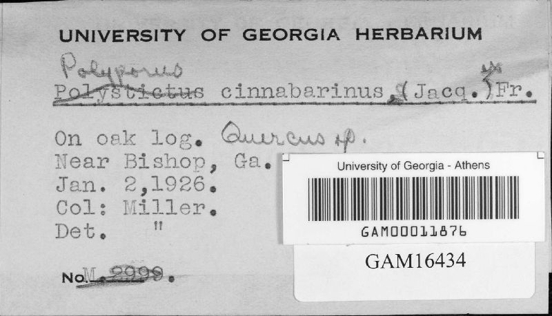 Polyporus cinnabarrinus image