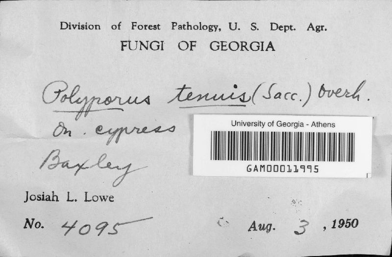 Phellinus viticola image