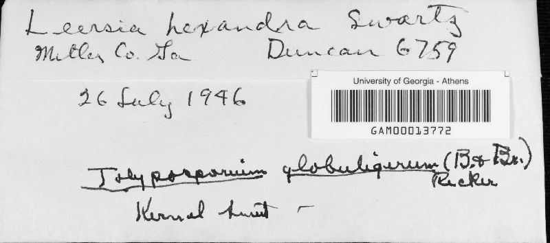 Tolyposporium globuligerum image