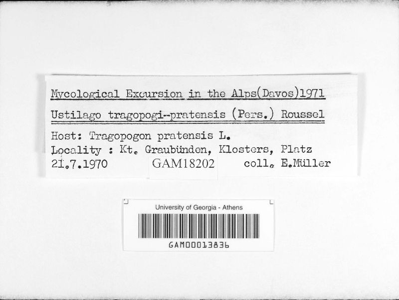 Microbotryum tragopogonis-pratensis image