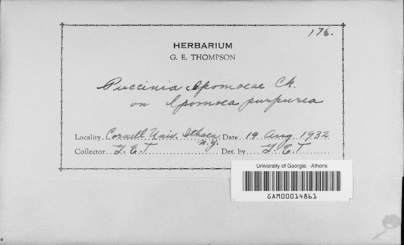 Puccinia ipomoeae image