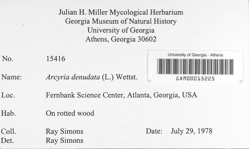 Arcyria denudata image