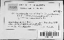 Mycosphaerella cercidicola image