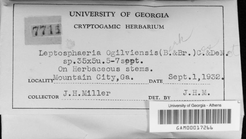 Leptosphaeria ogilviensis image