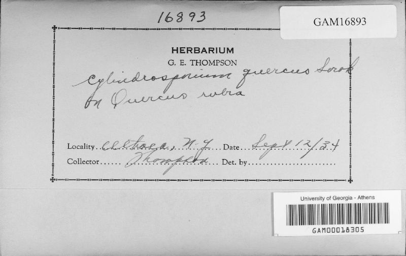 Cylindrosporium quercus image