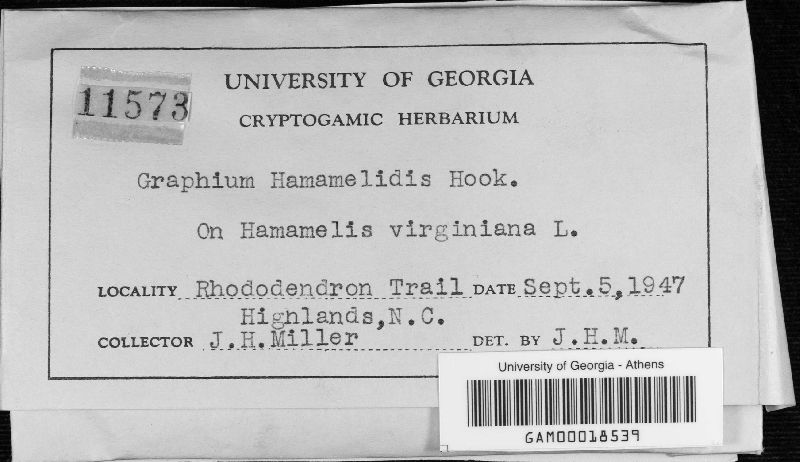 Graphium hamamelidis image