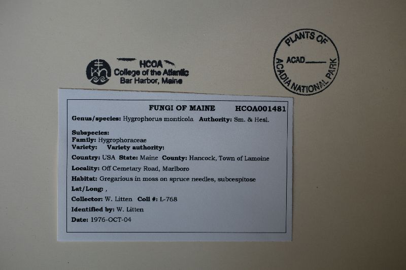 Hygrophorus monticola image