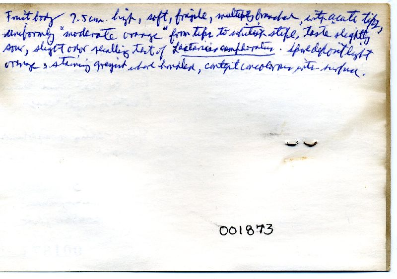 Ramaria subbotrytis image