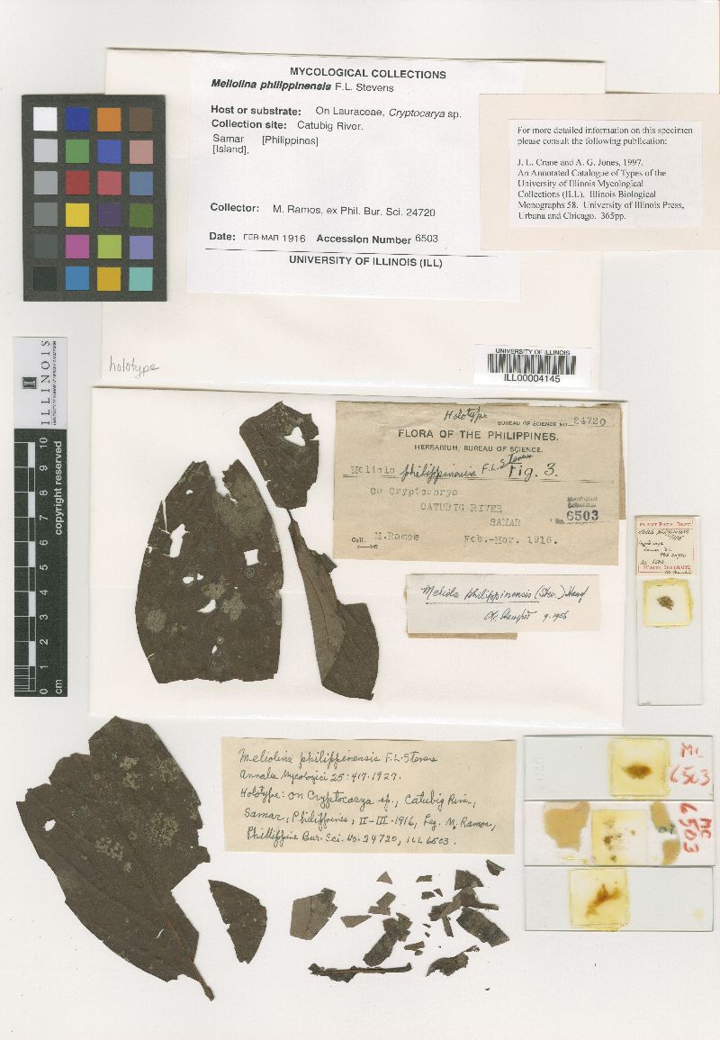 Meliolina philippinensis image