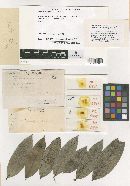 Meliola xylopiae image