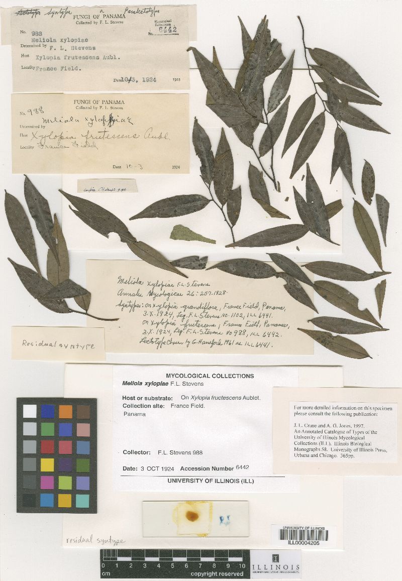 Meliola xylopiae image