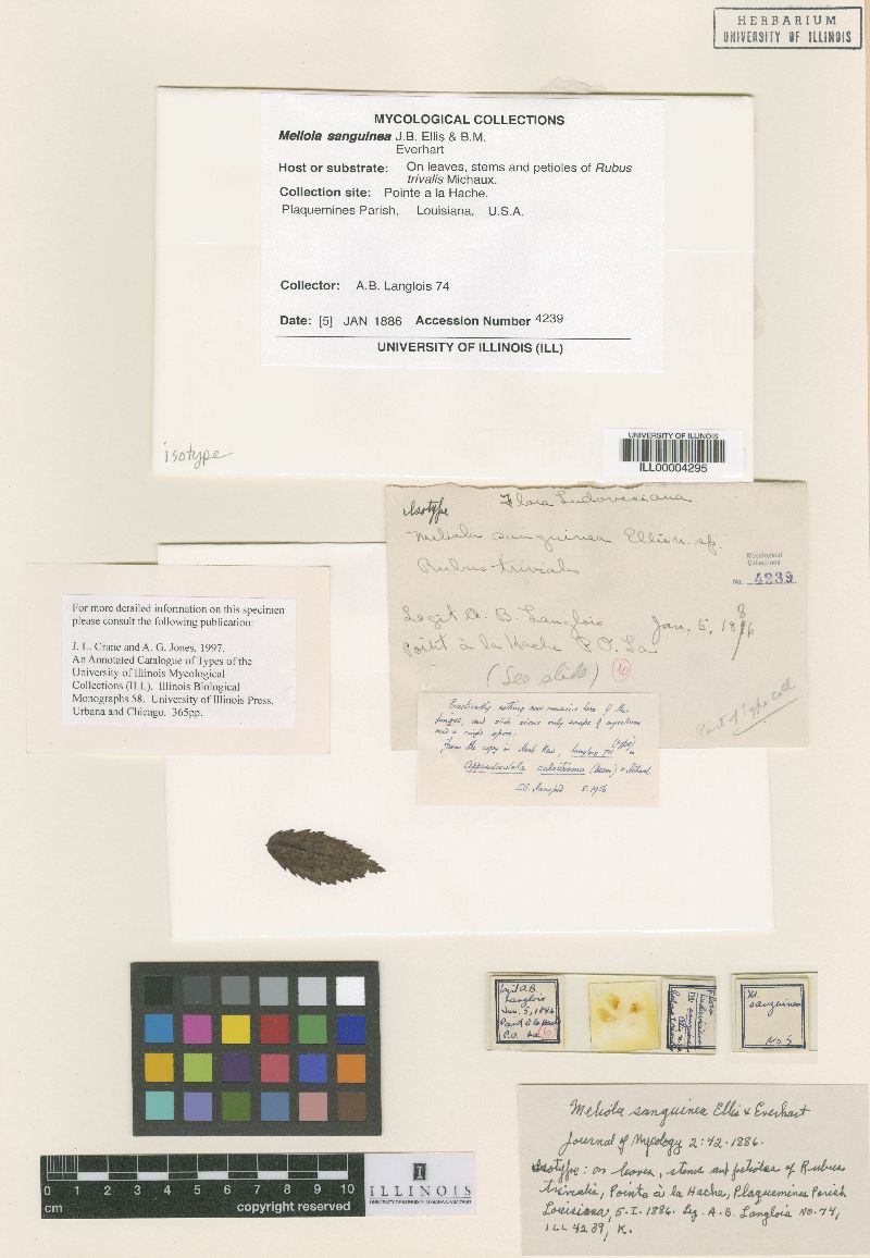 Meliola sanguinea image