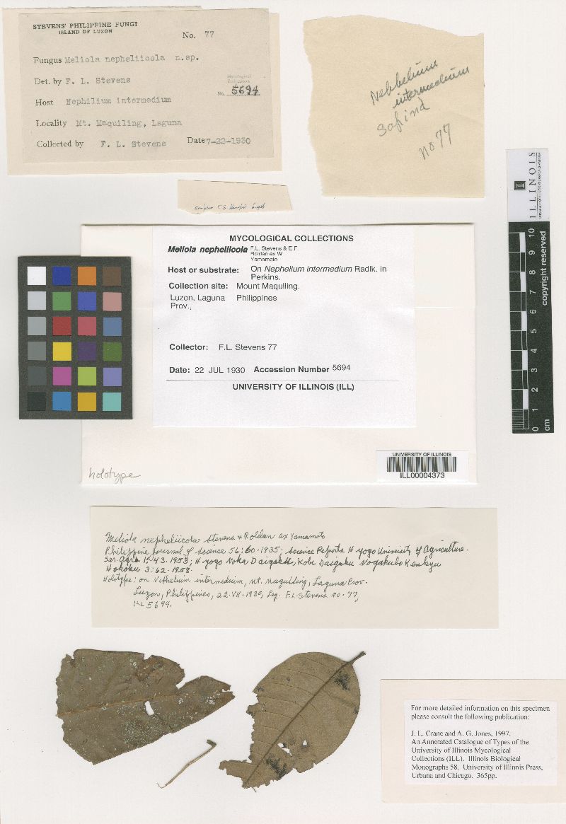 Meliola nepheliicola image