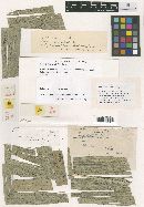 Thumbnail image of current specimen