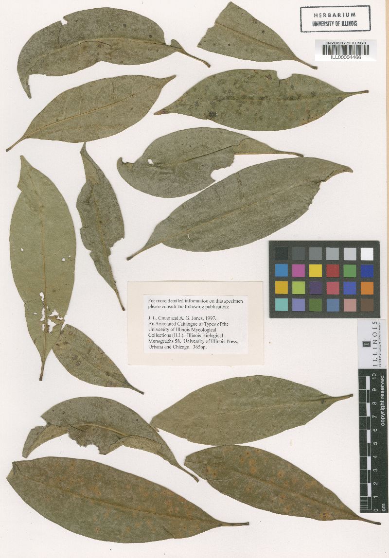 Meliola mayepeicola image