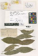 Meliola mayepeicola image