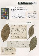 Meliola mayepeicola image