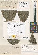 Thumbnail image of current specimen