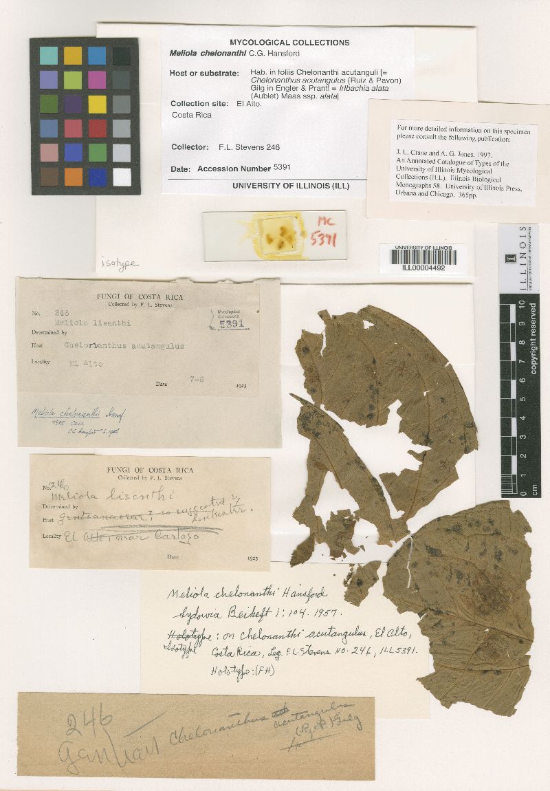 Meliola chelonanthi image