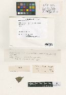 Media resource of Asteridiella bonii