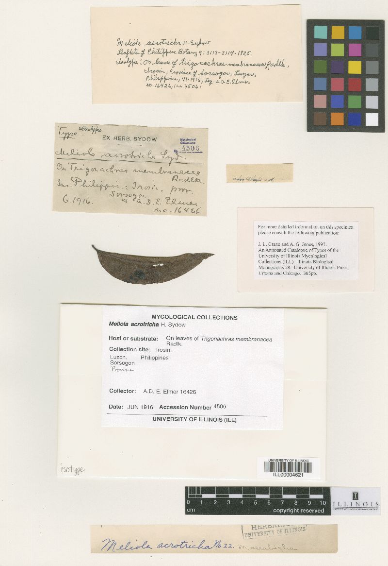 Meliola acrotricha image