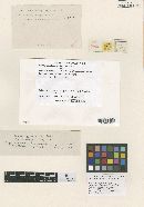 Meliola cryptocarpa image