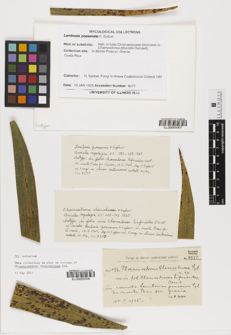 Lembosia poasensis image