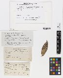 Thumbnail image of current specimen