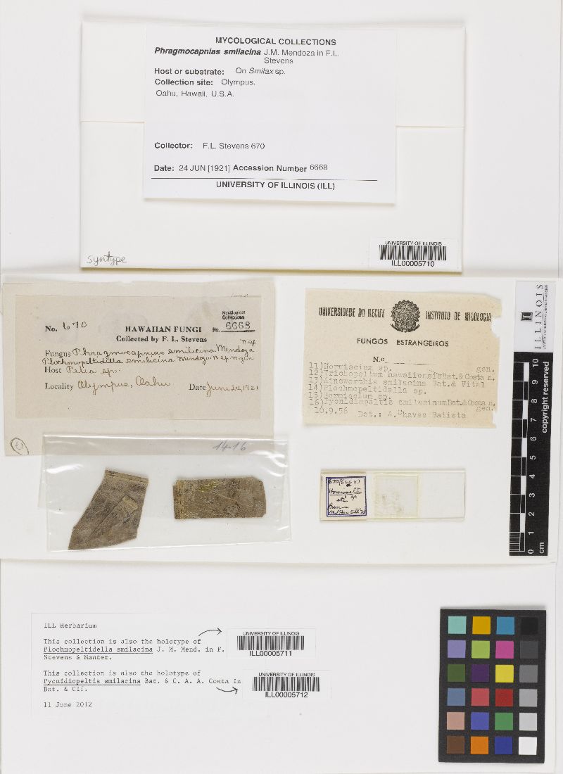 Pycnidiopeltis smilacina image