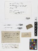 Pycnidiopeltis smilacina image