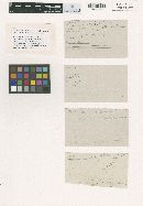 Trichothecium fusarioides image