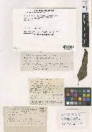 Trichothecium fusarioides image