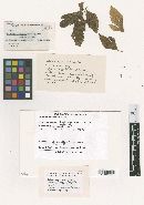 Septoria ligustici image