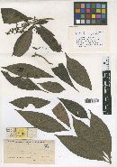 Meliola parathesicola image