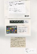 Meliola parathesicola image