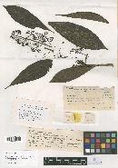 Meliola parathesicola image